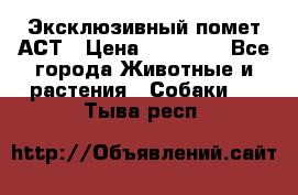 Эксклюзивный помет АСТ › Цена ­ 30 000 - Все города Животные и растения » Собаки   . Тыва респ.